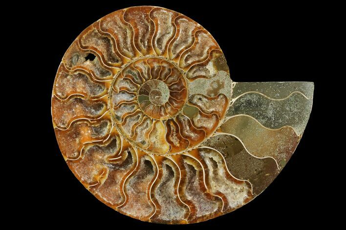 Bargain, Cut & Polished Ammonite Fossil (Half) - Madagascar #157970